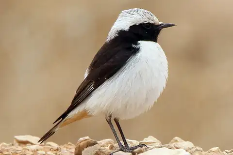 Mourning Wheatear