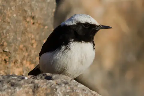 Arabian Wheatear