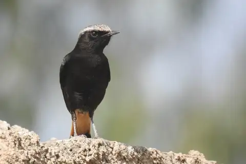 Abyssinian Wheatear