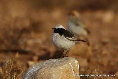 Red-rumped Wheatear