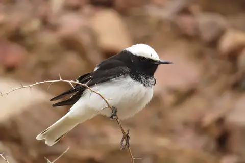 Hooded Wheatear