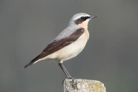 Northern Wheatear