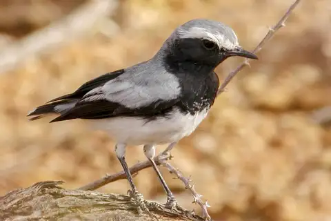 Somali Wheatear