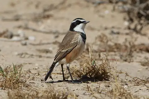 Capped Wheatear