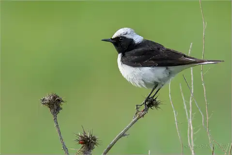 Pied Wheatear