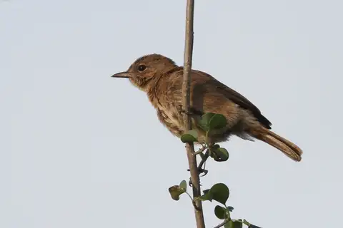 Brown-tailed Rock Chat