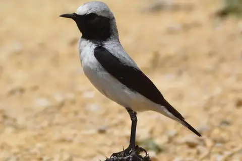 Atlas Wheatear