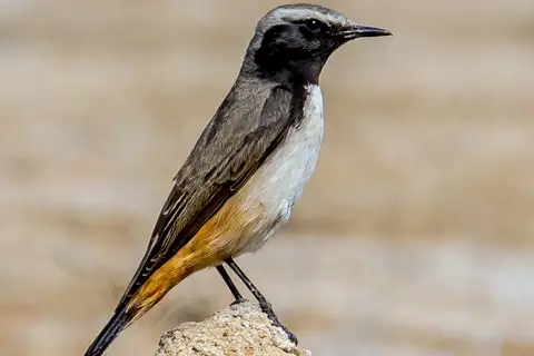 Kurdish Wheatear