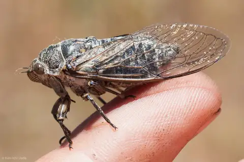 Okanagana albibasalis