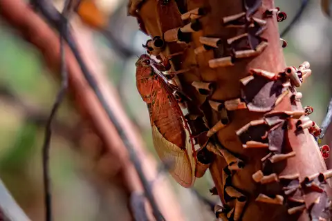 Okanagana arctostaphylae
