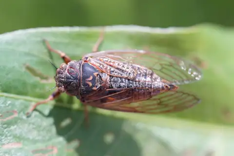 Prairie Cicada