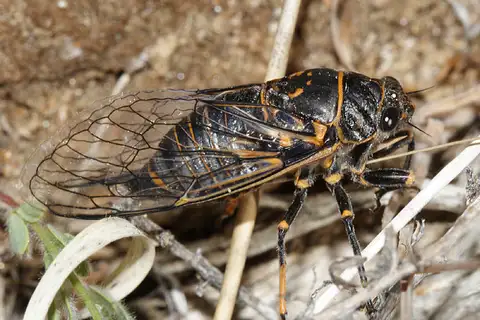 Mountain Cicada