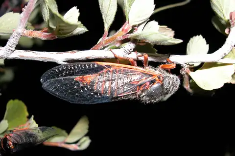 Wounded Cicada