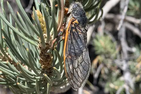 Okanagana magnifica