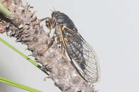 Okanagana nigrodorsata