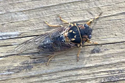 Aspen Cicada