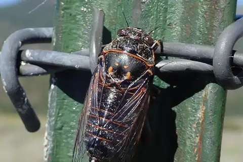 Rocky Mountain Cicada