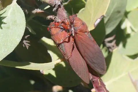 manzanita cicada