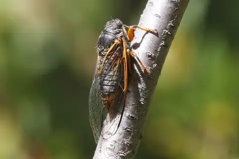 Orange-margined Cicada