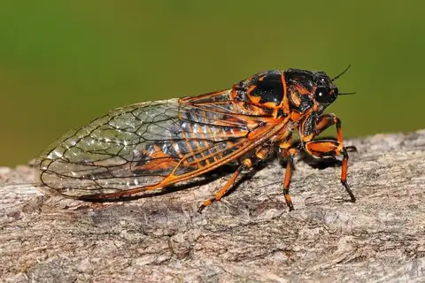Say's Cicada