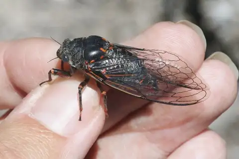 Okanagana rubrobasalis