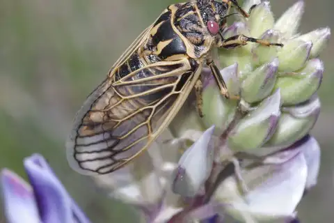 Walking Cicada