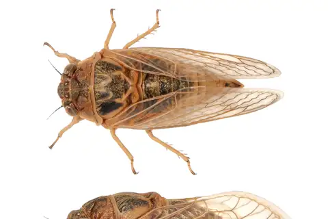 Okanagana triangulata