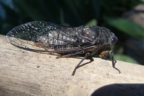Somber Cicada
