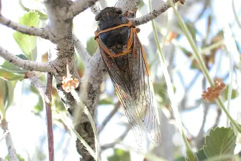 Okanagana venusta
