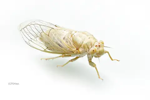 Pale-winged Desert Cicada