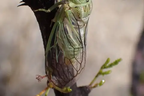 Okanagodes terlingua