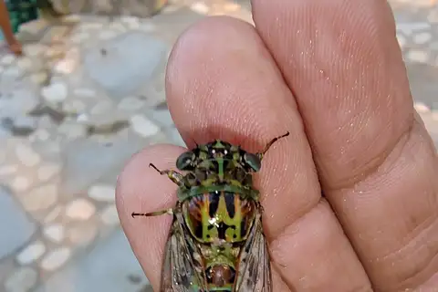Mexican Specklewing