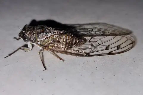 Sierra Madre Specklewing