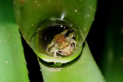 Santa Teresa Snouted Tree Frog