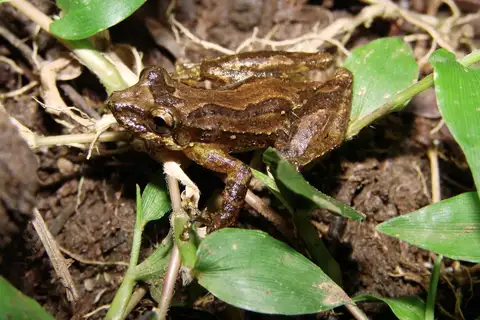 San Vicente Snouted Tree Frog