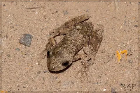 Dwarf Snouted Tree Frog