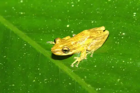 Revolta Snouted Tree Frog