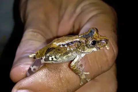 Sousas Snouted Tree Frog