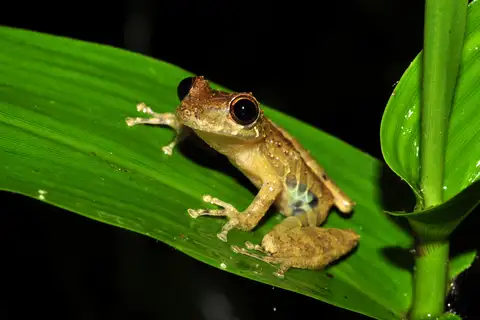 Rio Verde Snouted Tree Frog