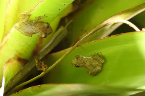 Coastal Snouted Tree Frog