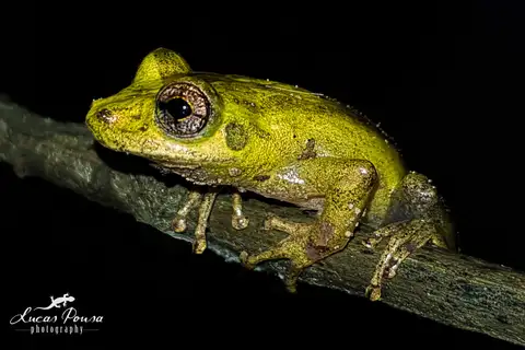 Santa Barbara Snouted Tree Frog