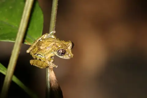 Mata da Bananeira Snouted Tree Frog