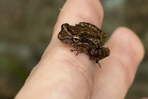 Bandeirantes Snouted Tree Frog