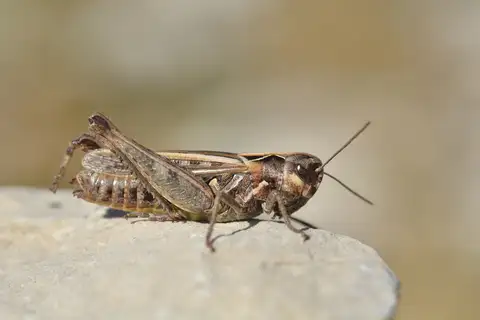 Orange-tipped Grasshopper
