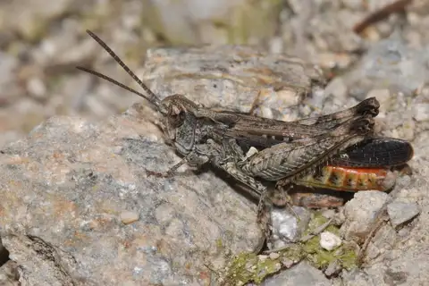 Raymond's Grasshopper
