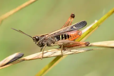 Woodland Grasshopper