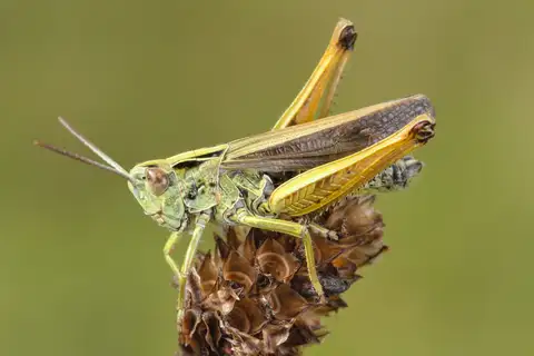 Common Green Grasshopper