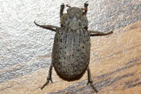 Hide beetle