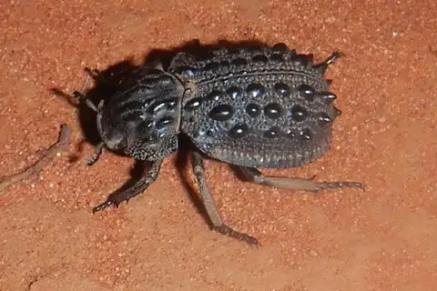 Omorgus tatei
