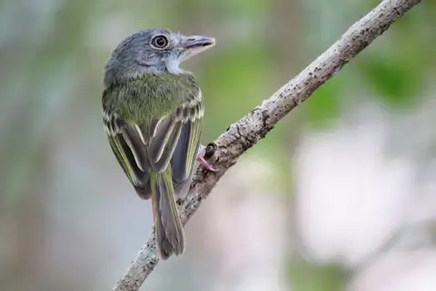 Northern Bentbill